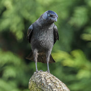 Stephen Nobbs - Waiting Patiently for an Opportunity